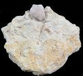 Blastoid (Pentremites) Fossil - Illinois #45024-1